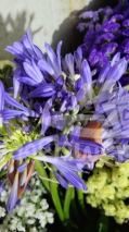 agapanthus lilac