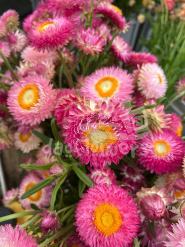 strawflower pink