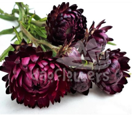 strawflower burgundy