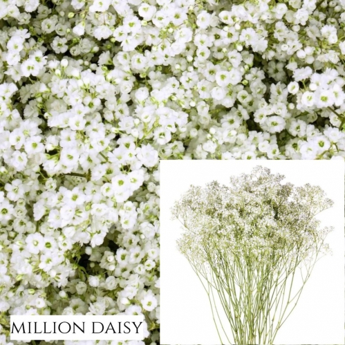million daisy