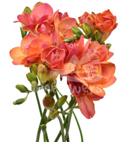 freesia tropical