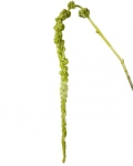 hanging amaranthus green