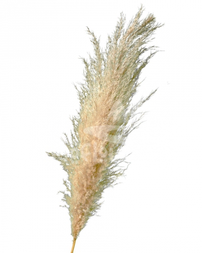 pampas grass natural