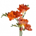 freesia orange