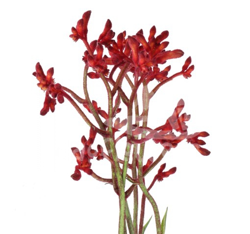 kangaroo early spring