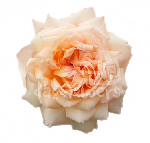 princess hollys hope