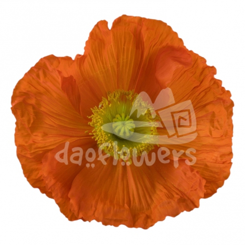 poppy arancio