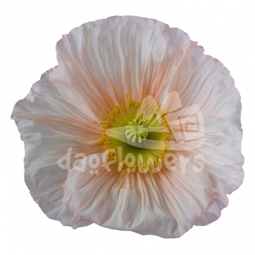 poppy rosa chiaro