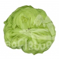 exotix mint