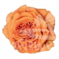 exotix orange