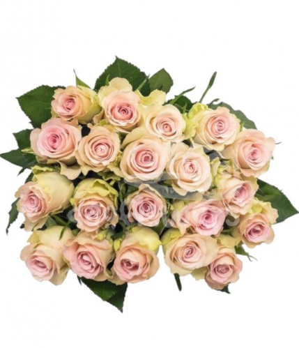belle rose