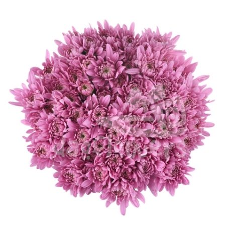 cushion Veronica Pink