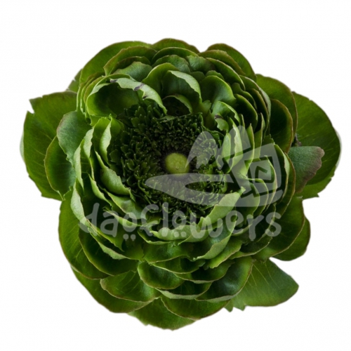 success Cloni Green Alcachofo Signature