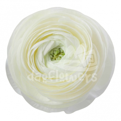 elegance Crema Signature