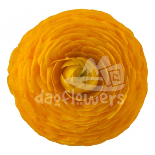 elegance Giallo Signature