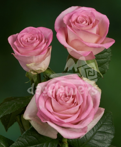 pink swirl