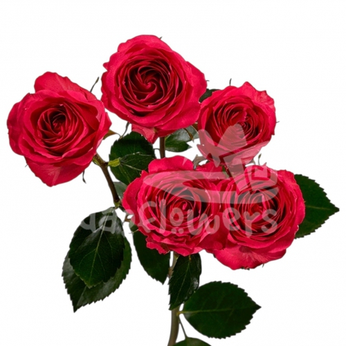 bellalinda cerise*