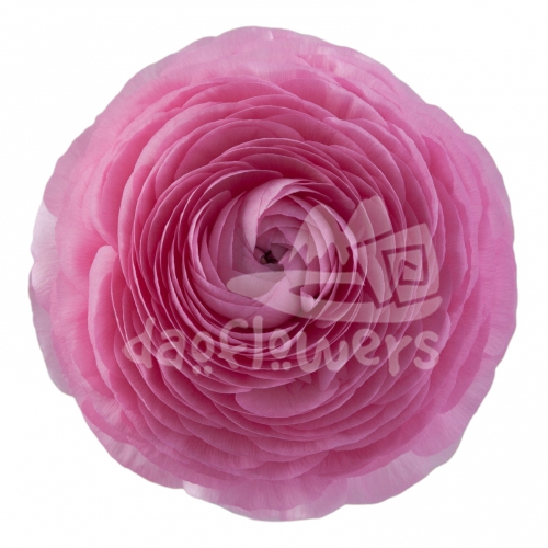 elegance Rosa Chiaro Reserve