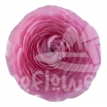 elegance Rosa Chiaro Standard