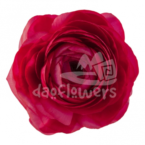elegance hot pink Signature