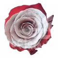 Crimson Glaciar PNT