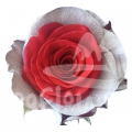 Crimson Frost PNT