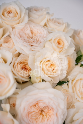 fragrant rosever*
