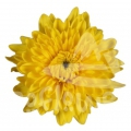 Vasole