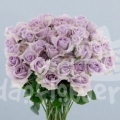 lavender dream*