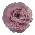 success Cloni Blush
