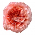 rose enigma