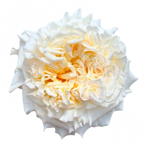passion in white