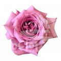 pink 4 love