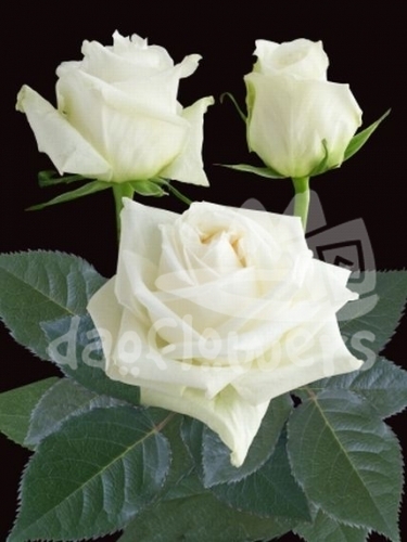 white ohara